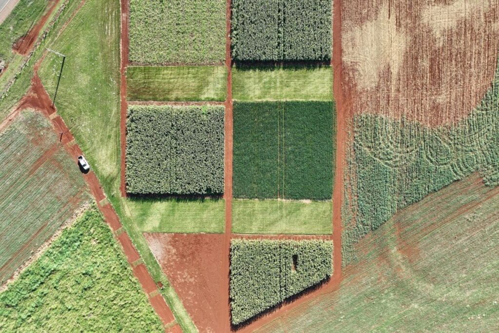 Brasil acelera para a certificação da soja baixo carbono