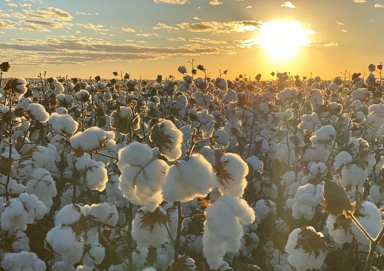 chuvas garantem sucesso do algodao 1