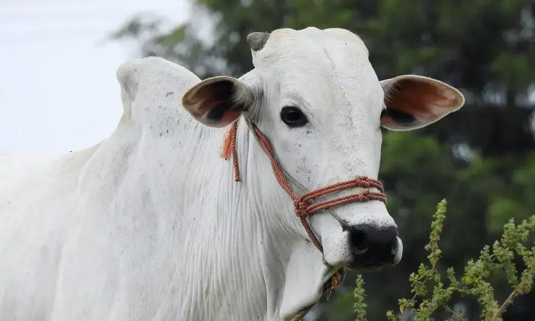 ciclo curto de boi 7 segredos para engordar seu rebanho mais rapido