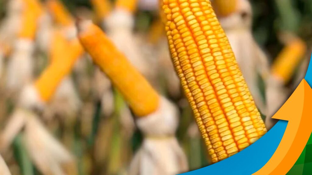 Em Canarana (MT), área de milho safrinha está sendo colhida, mas foi reduzida drasticamente