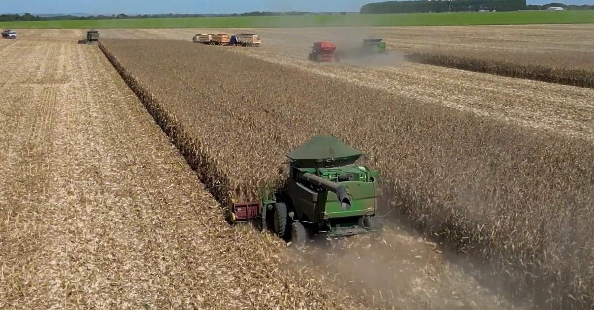 Colheita recorde: Produtores de milho em MT superam 60%