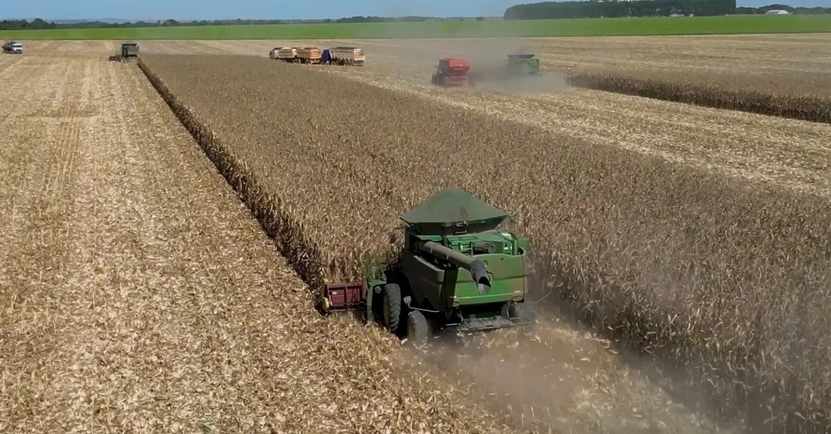 Colheita recorde: Produtores de milho em MT superam 60% 18 Produtores de milho em Mato Grosso colhem mais de 60% da área