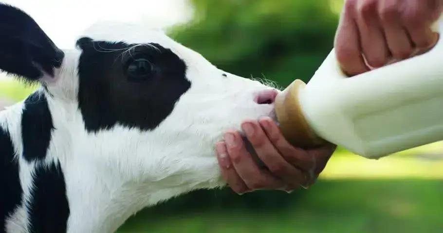 colostragem 7 erros que estao afetado seus resultados