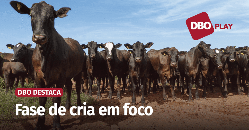 Grupo busca eficiência do sistema de cria na pecuária de corte