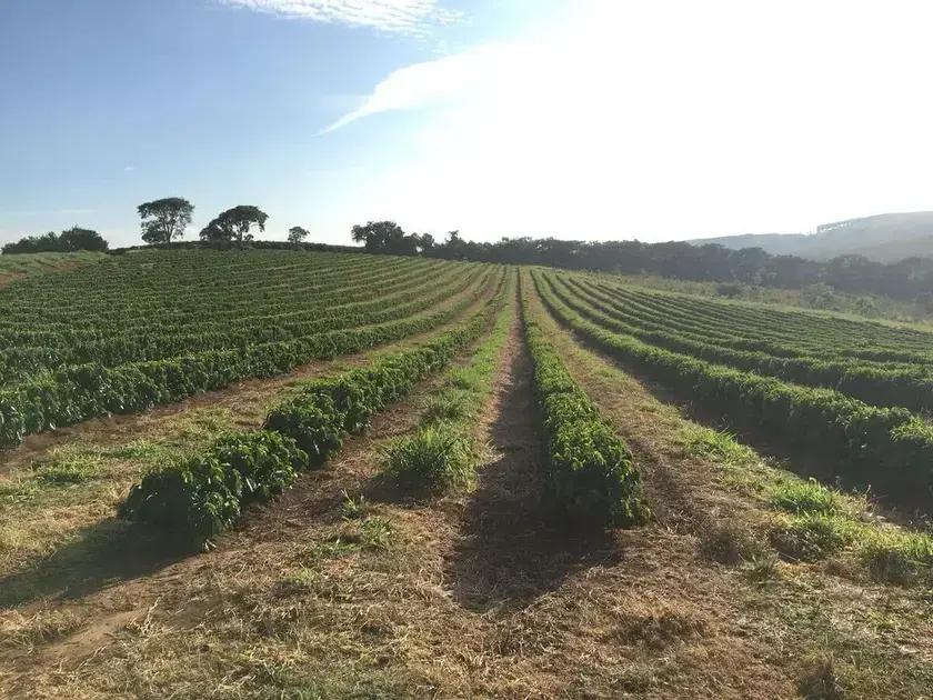 Como o Enxofre Influencia o Aroma e o Sabor