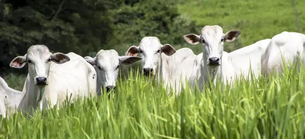 consumo de bovinos a pasto 5 erros que estao te fazendo perder dinheiro