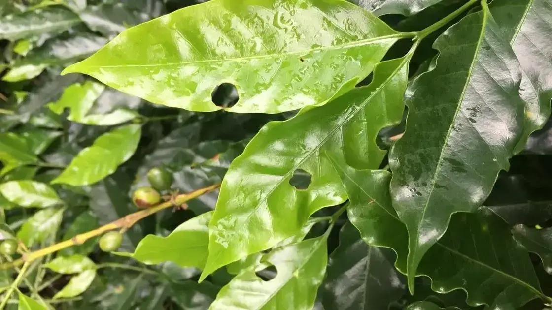 controle de lagartas no cafeeiro 5 segredos que dobram a sua producao