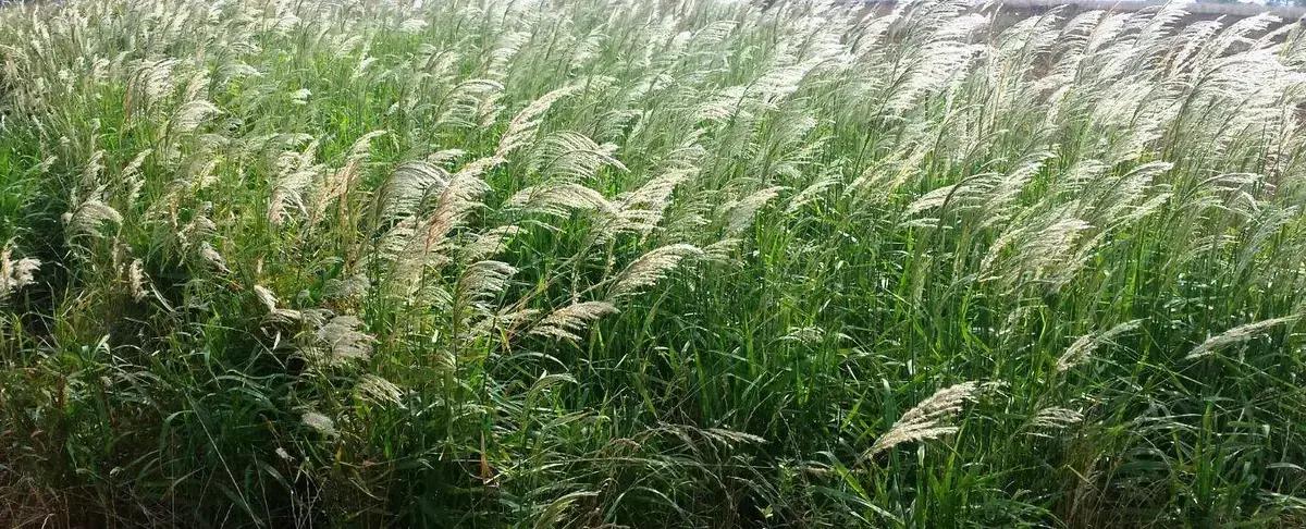 controle de plantas daninhas 7 erros que estao sabotando sua producao 1