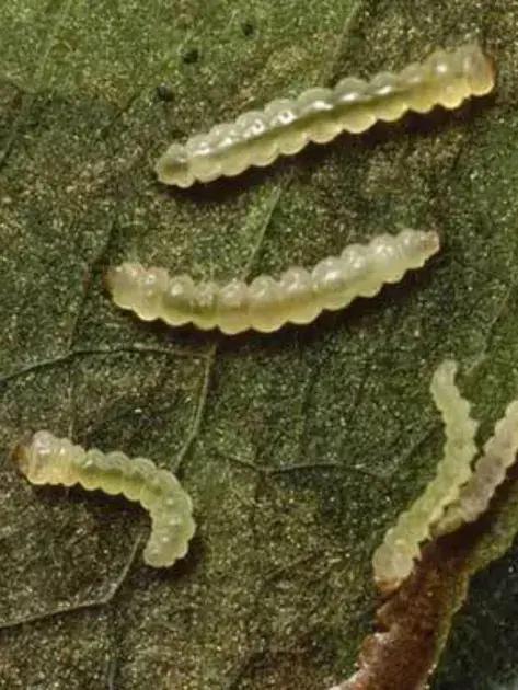 controle do bicho mineiro no cafeeiro 5 dicas infaliveis para salvar sua colheita
