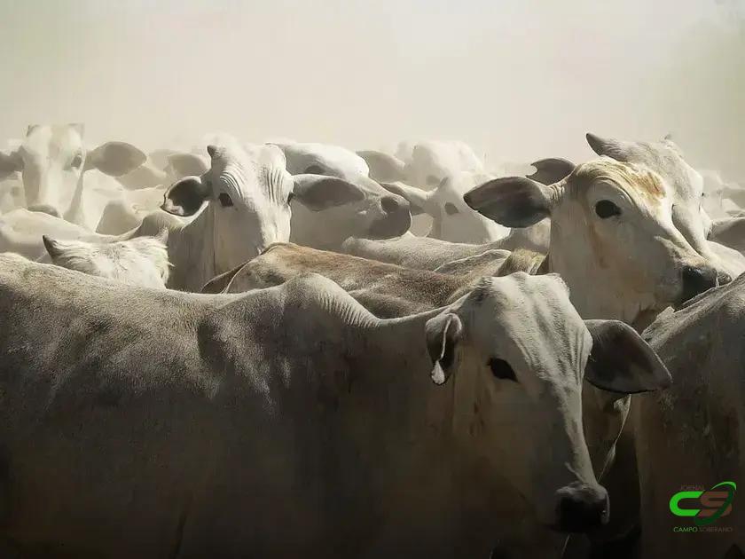 Cuidados na Criação de Gado de Corte