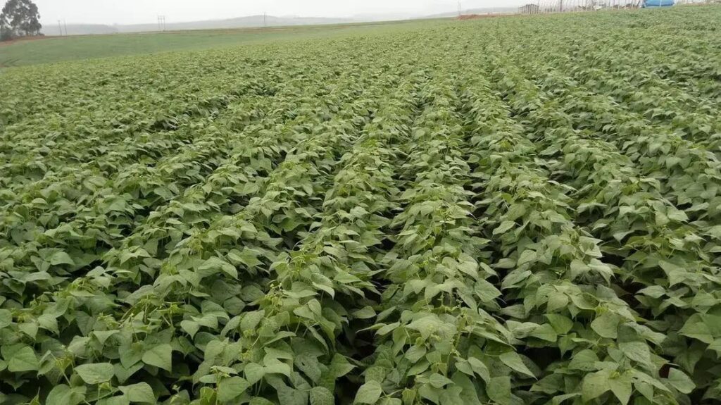 cultivo de feijao 7 erros que estao te fazendo perder dinheiro