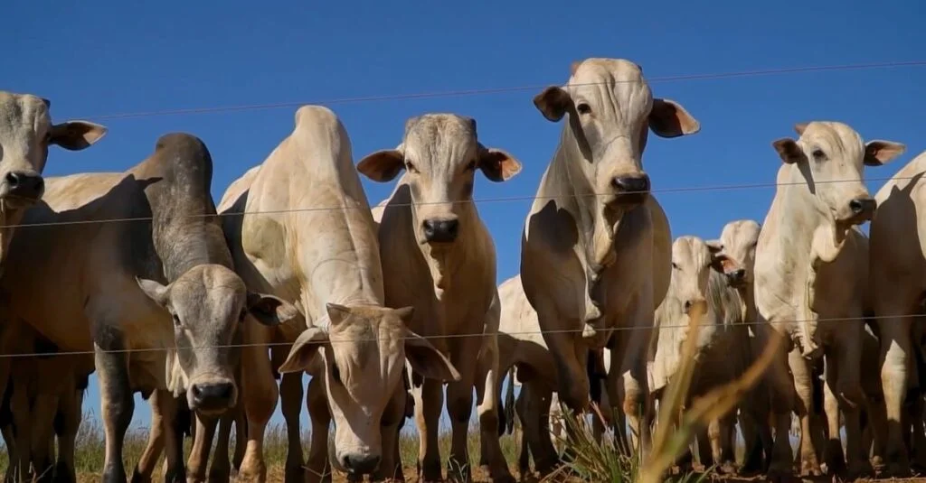 Recordes de abates bovinos impulsionam VBP em Mato Grosso