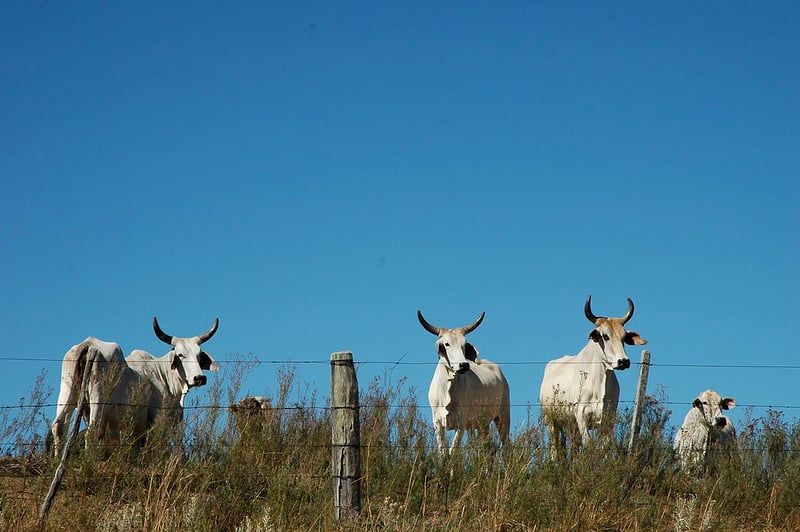 Desastre ambiental no Norte: Estiagem e incêndios levam à morte de 7 mil cabeças de gado 9 Desastre ambiental no Norte: Estiagem e incêndios levam à morte de 7 mil cabeças de gado