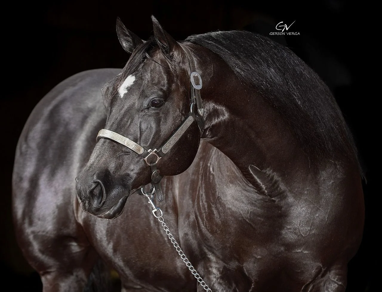 Descubra a égua mais valiosa do Quarto de Milha 10 Conheça a égua mais cara da raça Quarto de Milha — CompreRural
