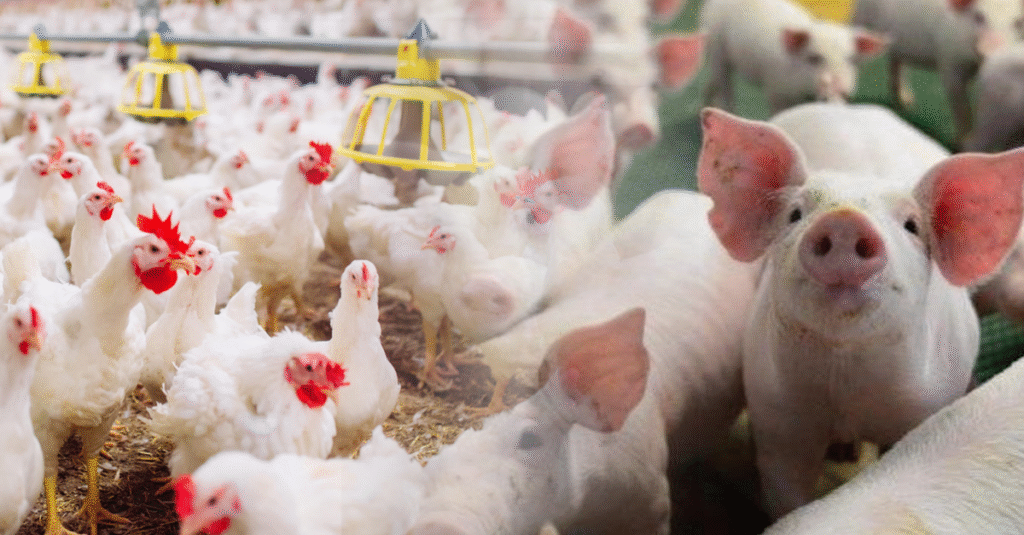 Embrapa lança nova ferramenta para estimativa de custos de produção de suínos e frangos de corte