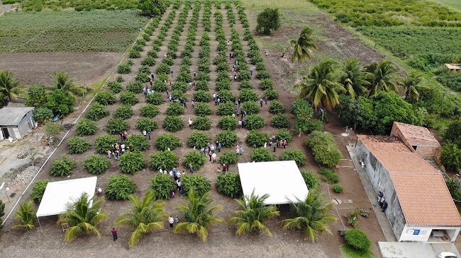 Dia de Campo destaca os avanços na produção de goiaba