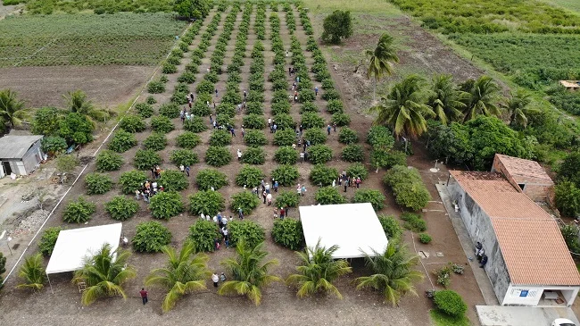 Descubra as inovações na produção de goiaba no Dia de Campo! 2 Dia de Campo destaca os avanços na produção de goiaba