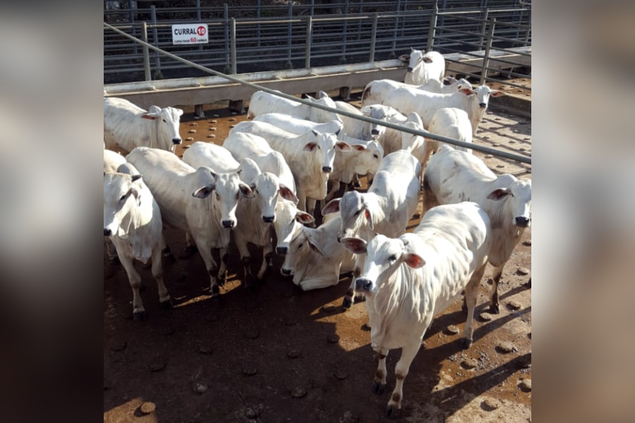 Descubra Colatina: 3ª etapa do Circuito Nelore de Qualidade