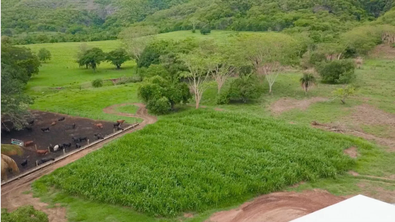 Descubra como o capim Capiaçu pode revolucionar a sua produção de silagem! 3 Como utilizar o capim Capiaçu para substituir o sorgo na silagem