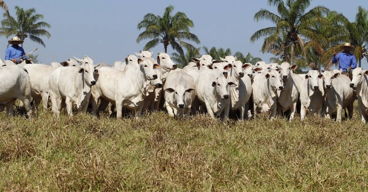 Descubra como o Nelore Jaburi gerou R$11,3 mi em leilão virtual! 13 Nelore Jaburi movimenta R$ 11,3 milhões em virtual