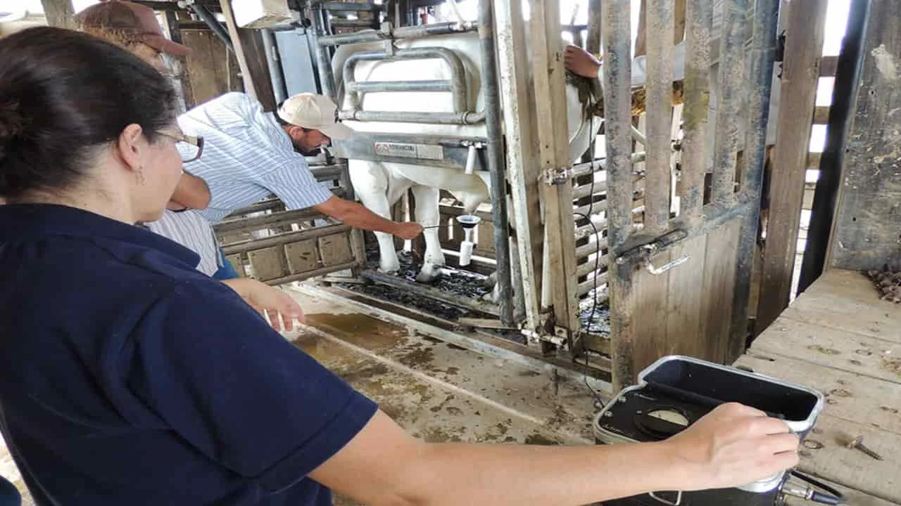 Descubra o novo app da Embrapa para exame de fertilidade bovina 1 Embrapa lança aplicativo para exame andrológico de bovinos
