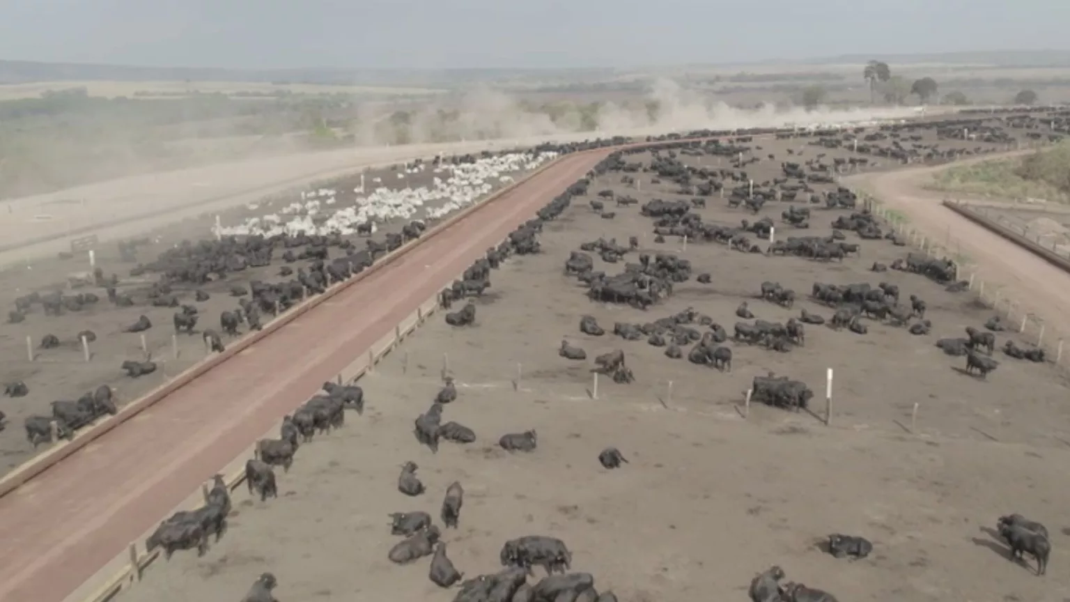 Descubra o segredo da carne premium brasileira! 6 Conheça o trabalho de um dos maiores produtores de carne premium do Brasil