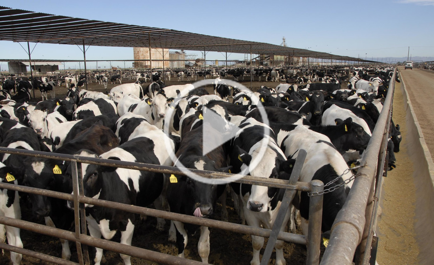 Fazenda mantém 150.000 bezerros holandeses confinados; Vídeo — CompreRural