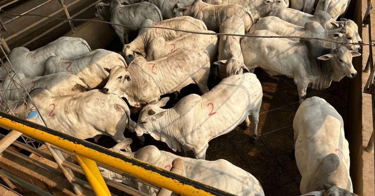 Descubra os resultados do Circuito Nelore de Qualidade na Bolívia 4 Mais de 1 mil animais foram avaliados em nova etapa do Circuito Nelore de Qualidade na Bolívia