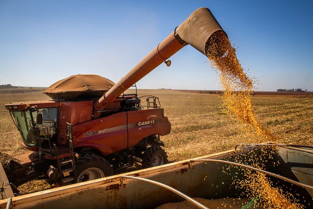 Colheita de milho supera 76% da área em Mato Grosso | Agricultura