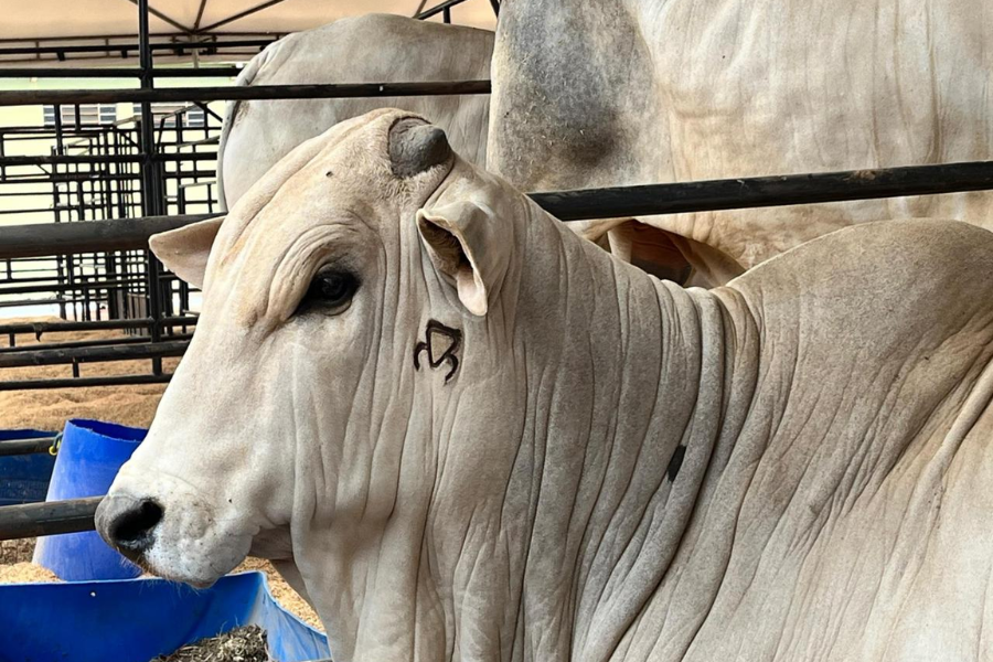 Destaque: Programa Pró-Genética na Expoagro Cuiabá