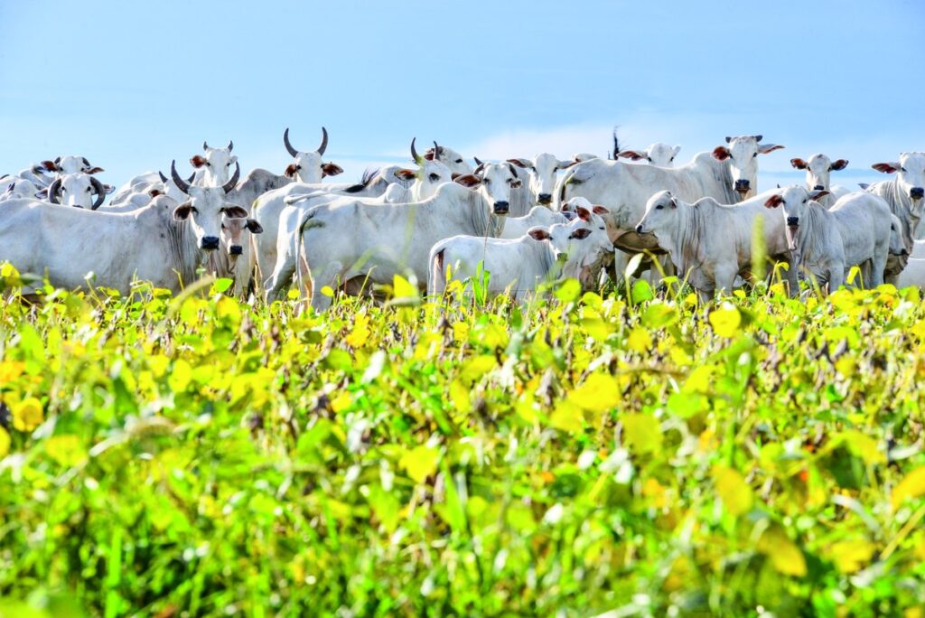 Operação Rei do Gado combate fraudes de R$ 1,4 bi em venda de bovinos | Boi