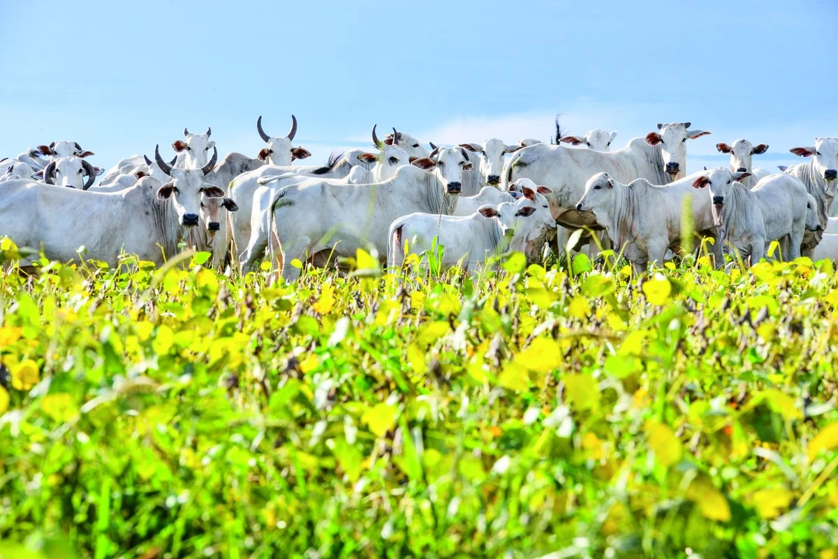 Operação Rei do Gado combate fraudes de R$ 1,4 bi em venda de bovinos | Boi