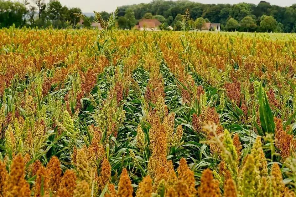 Dicas Essenciais para a Implementação de um Sistema de Alimentação com Sorgo