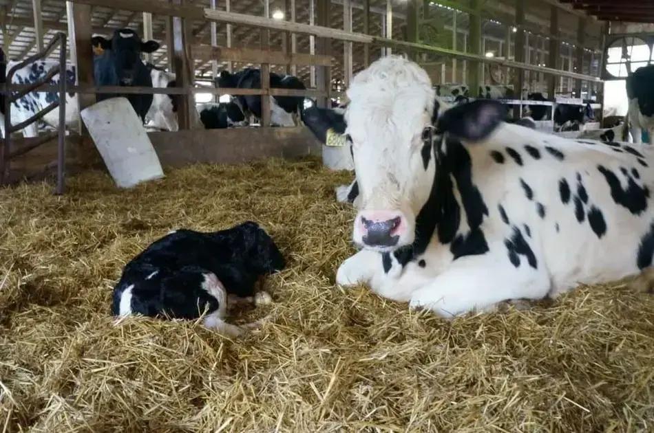Dicas Essenciais para o Sucesso da Vacinação de Bezerros Dicas Essenciais para o Sucesso da Vacinação de Bezerros