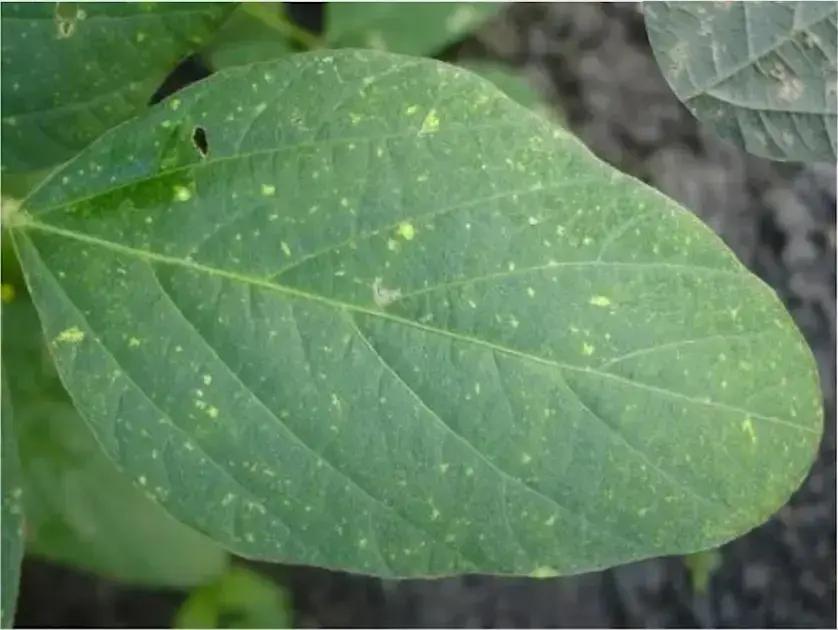 Dicas Essenciais para um Manejo Preventivo Dicas Essenciais para um Manejo Preventivo