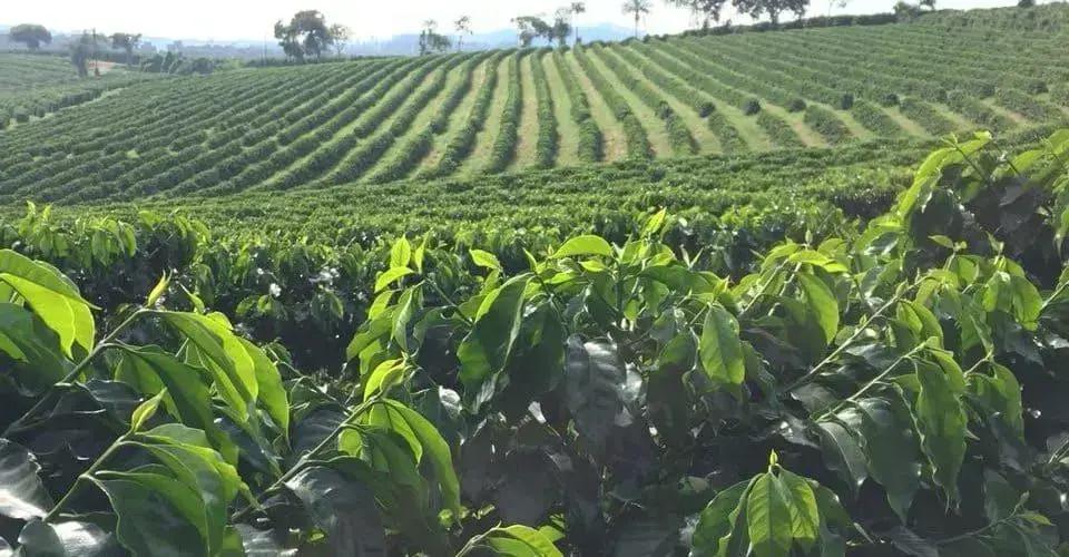 Dicas Essenciais para uma Adubação Eficaz