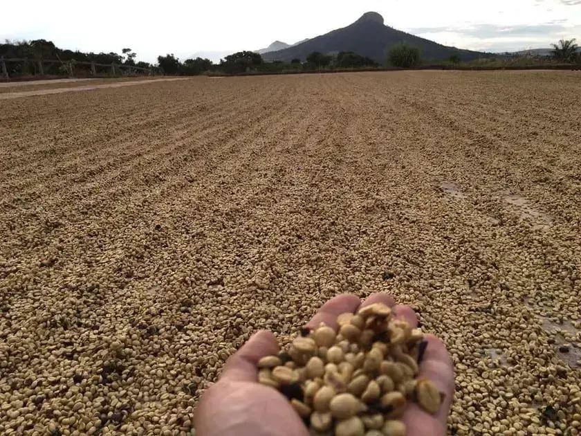 Dicas Essenciais para uma Secagem de Café Perfeita