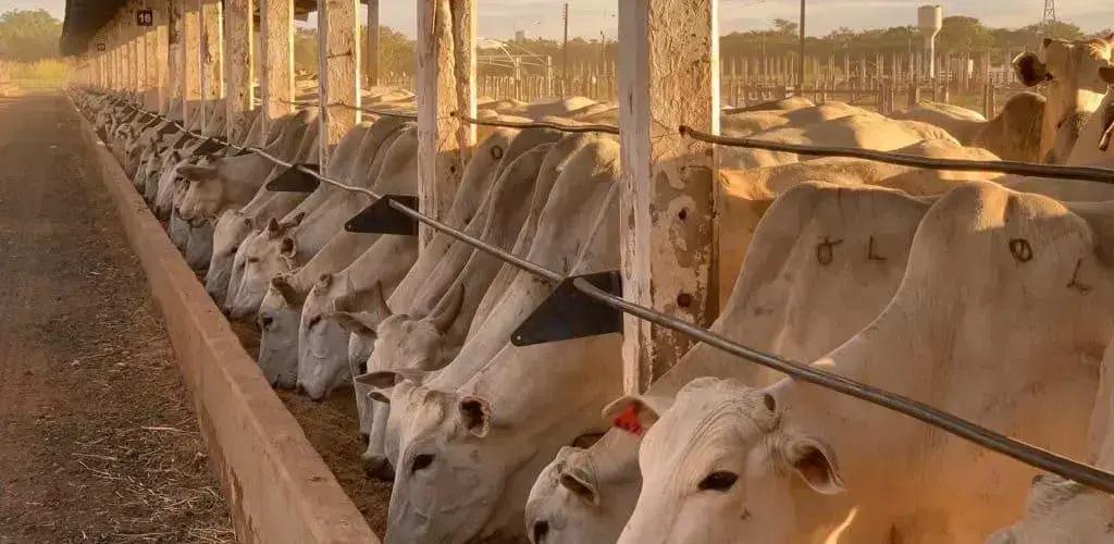 Dicas Práticas para Maximizar a Fibra Efetiva na Dieta dos Bovinos