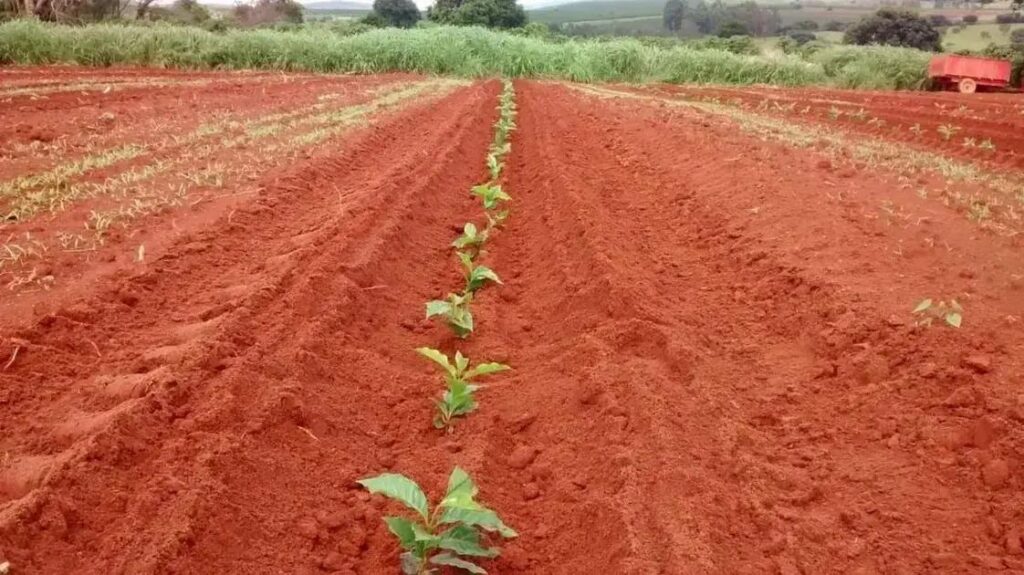 epoca de plantio do cafe 5 erros que podem destrocar sua colheita