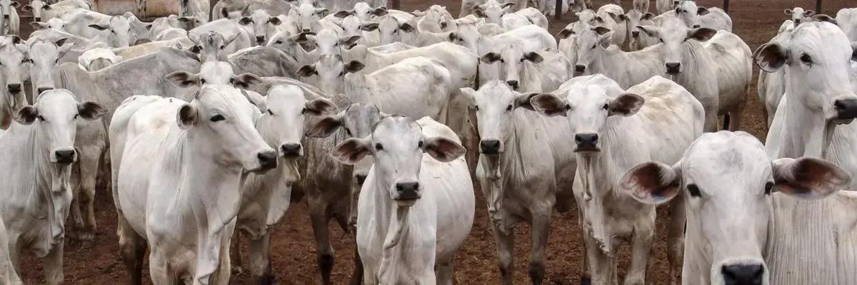 Erros Comuns que Destroem a Rentabilidade