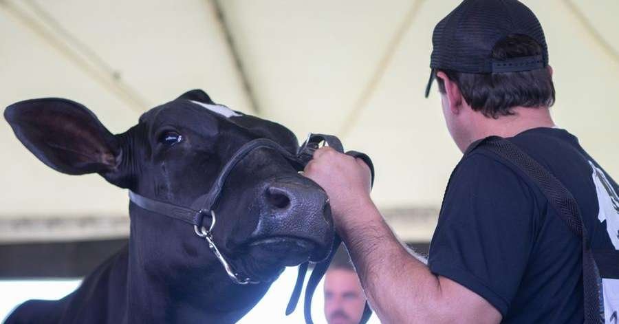 Gadolando lança inscrições para Expointer