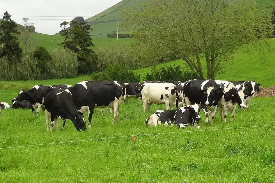 hipocalcemia em vacas leiteiras 7 erros que estao drenando seu lucro