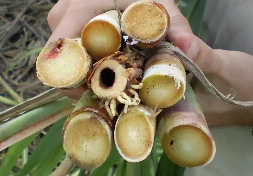 Identificando as 7 Pragas Mais Comuns: Uma Lista Detalhada Identificando as 7 Pragas Mais Comuns: Uma Lista Detalhada