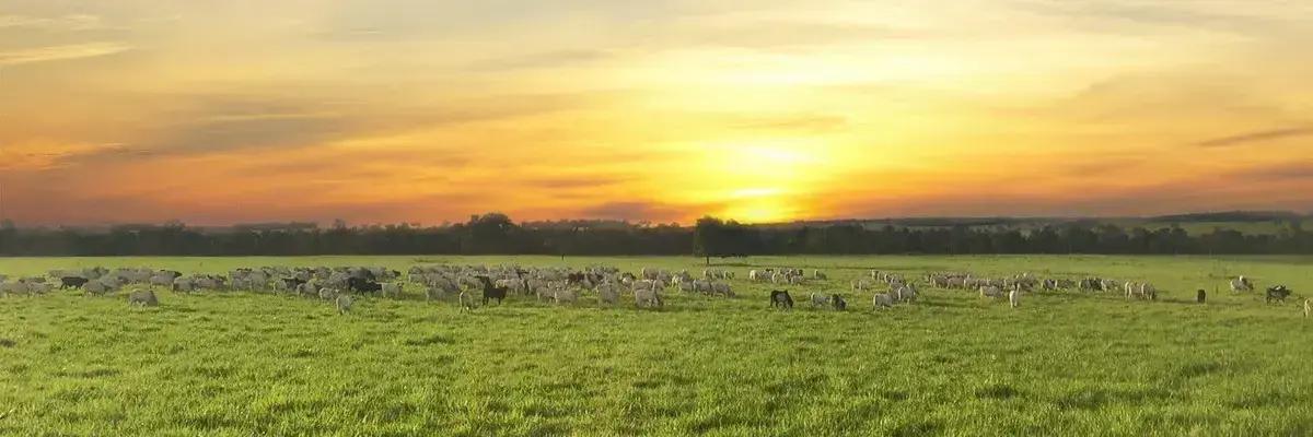 Implementação do Pastejo Rotacionado: Guia Completo para o Sucesso