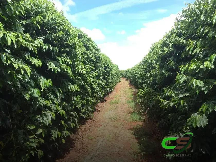 Importância da Análise Foliar para o Cafeeiro Importância da Análise Foliar para o Cafeeiro