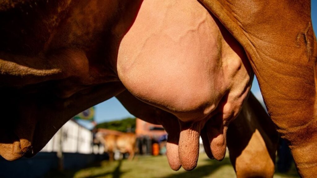 País vai taxar produtor rural por emissões de carbono na pecuária