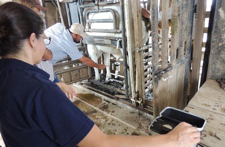 Inovação na pecuária: App revoluciona exame andrológico bovino