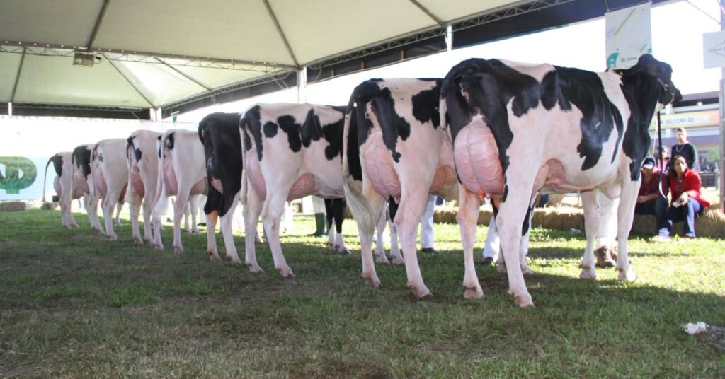 associação abre inscrições para gado holandês