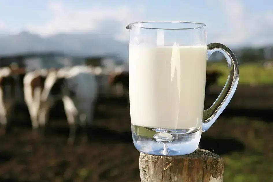 leite a2 descubra os 5 segredos que mudarao sua saude e a do seu gado