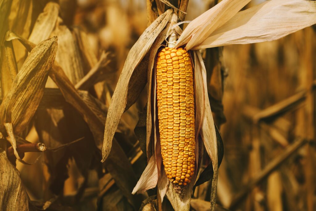 Milho sente a pressão do dólar, fecha a 6ªfeira em baixa na B3 e acumula 2,4% de perda semanal